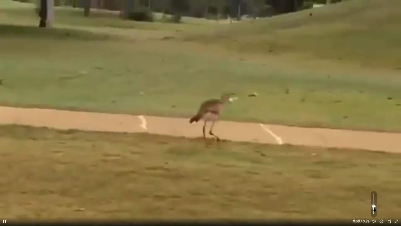 Quick Smile: Bird discovers golf balls bounce on concrete and has a blast