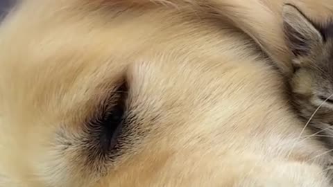 ​"Kitten Thinks This Dog is Her Mom! ❤️"