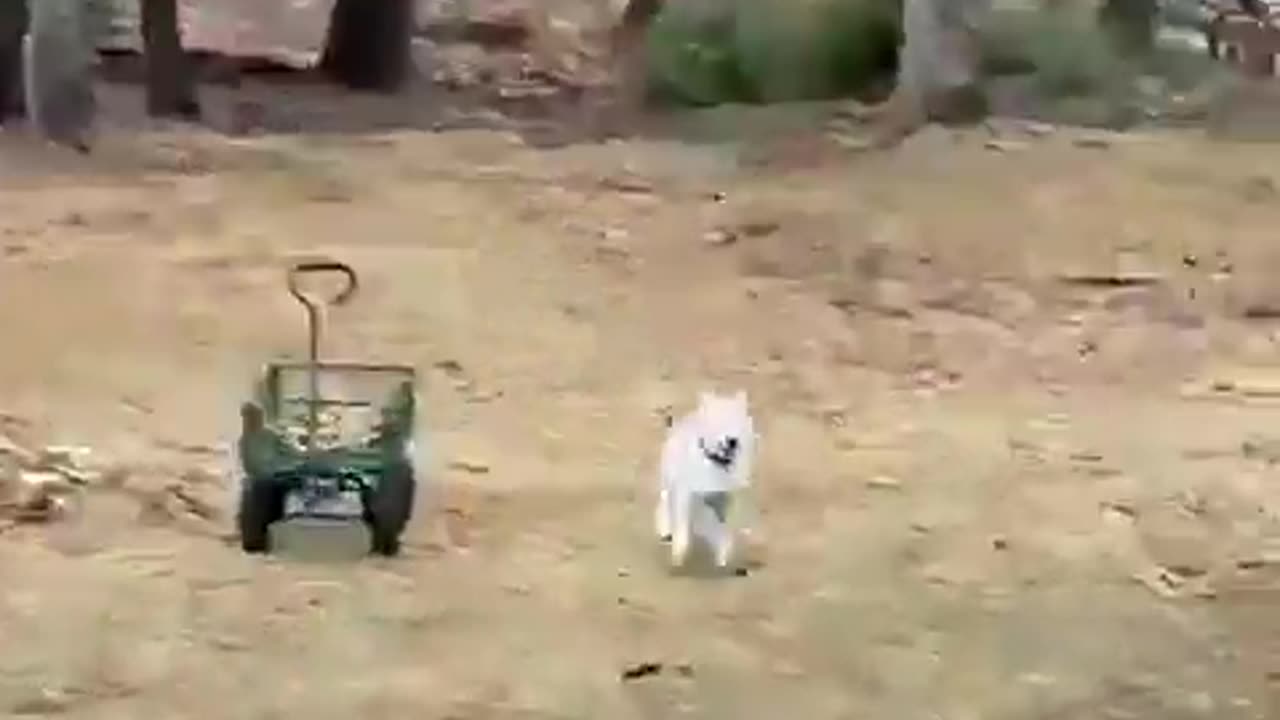 ✨🧠 How Animals React to Thunder Will Surprise You! | FeedMyCuriosity