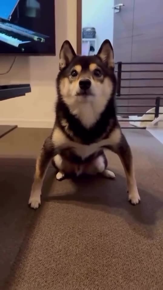 This dog is standing on business 🐶