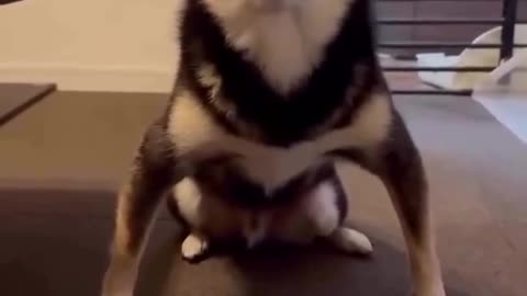 This dog is standing on business 🐶