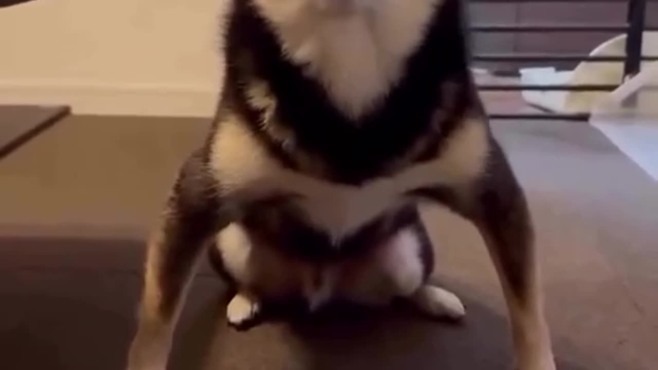 This dog is standing on business 🐶