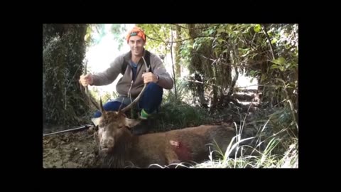 Stag down during roar