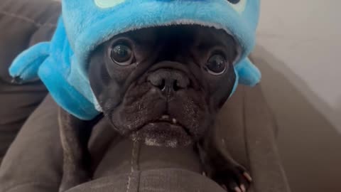 Talking Frenchie in a Stitch Costume