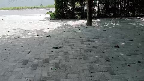 Morning Light Through the Trees