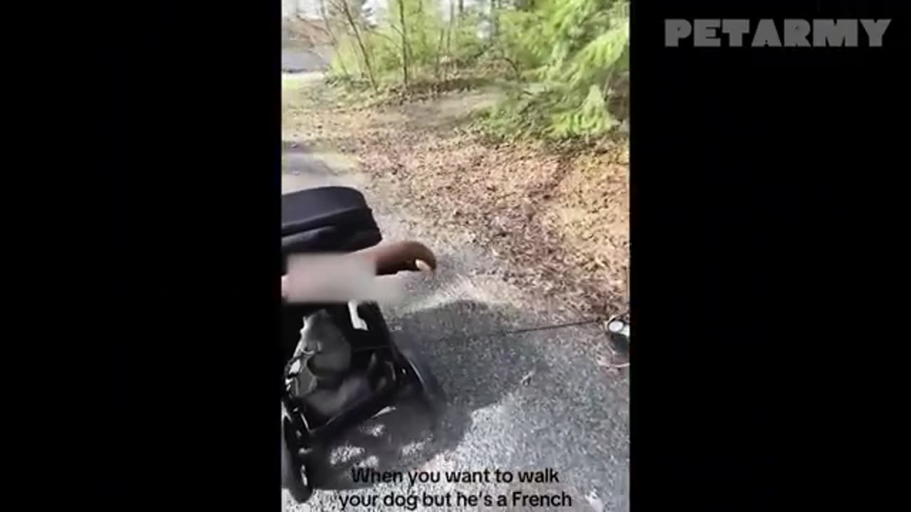 Watch Animals and Babies Share Pure Love for 30 Minutes 🐶❤️👶