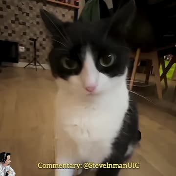 Even cats are fed up with pranksters