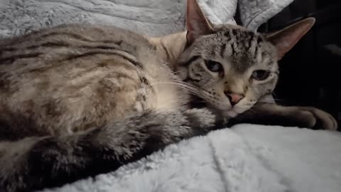 Ultimate Cat Relaxation: Pure Cozy Vibes