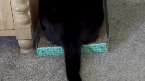 Cute Precious Piper Does a Tail Extension - My Adopted Shelter Cat Vlog. #shorts