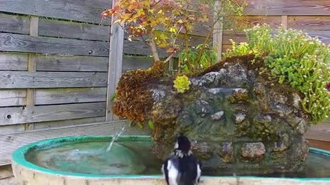 A unique woodpecker jacuzzi bath 🐦🛁😊