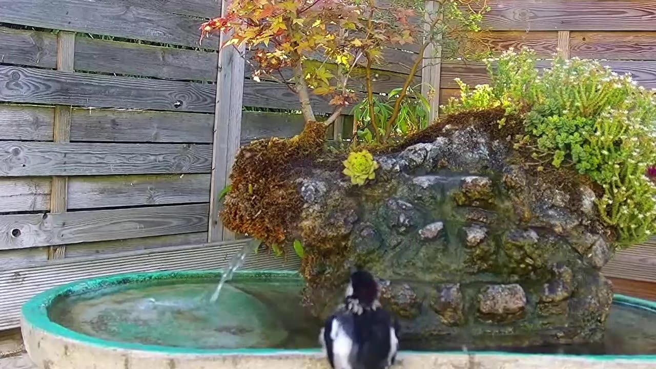 A unique woodpecker jacuzzi bath 🐦🛁😊