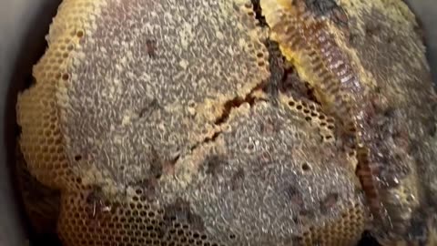 Removing a Massive Beehive in the Wall