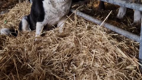 Happy Dog Getting Cow Kisses