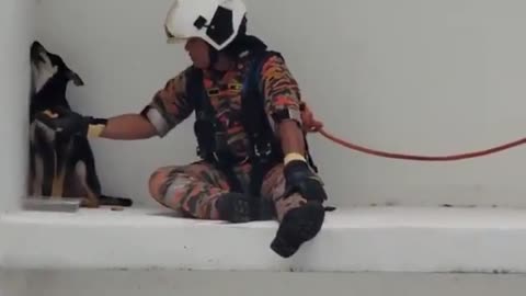 firemen comfort and rescue a terrified dog stranded on the ledge of the seventh floor..🐕🙏
