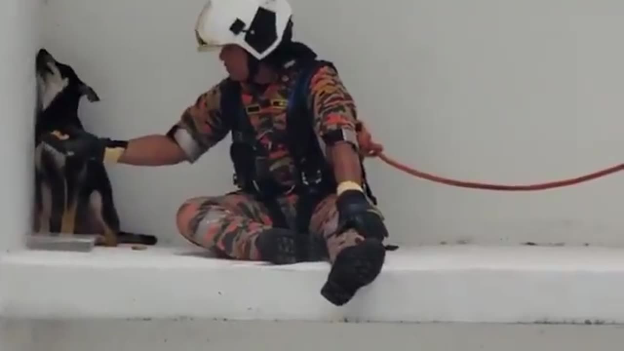 firemen comfort and rescue a terrified dog stranded on the ledge of the seventh floor..🐕🙏