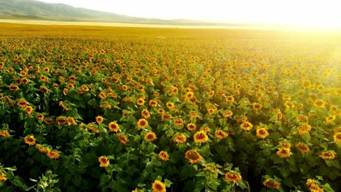 25 mins of Flying above a Sunflower Patch