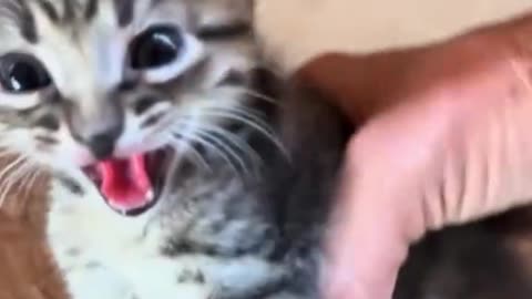 Cute kitten best video #funny #cat #funnycat #cutecat #tiktok #catsoftiktok #foryou