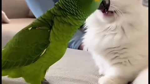 Wait For The End.. Meow🤭🤣🤣🤣😂