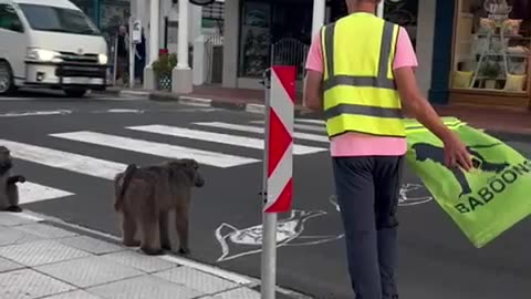 Baboons Wait Patiently For Crossing Guard's Signal