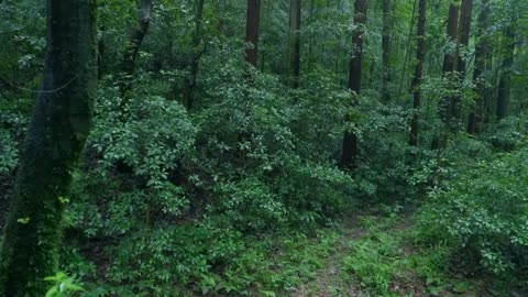 The beautiful forest is raining