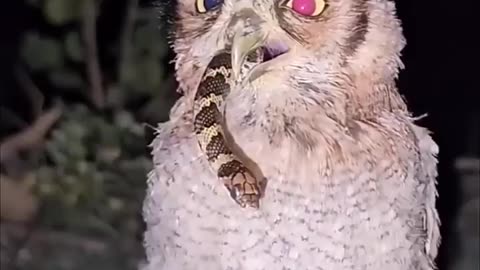 Owl swallows snake whole. Owl eats snake. Caught on Camera