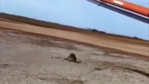 Raccoon discovers an unusual way to have fun in life.. 😂