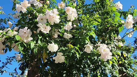 Sally Holmes Climbing Roses on a fortified Trellis