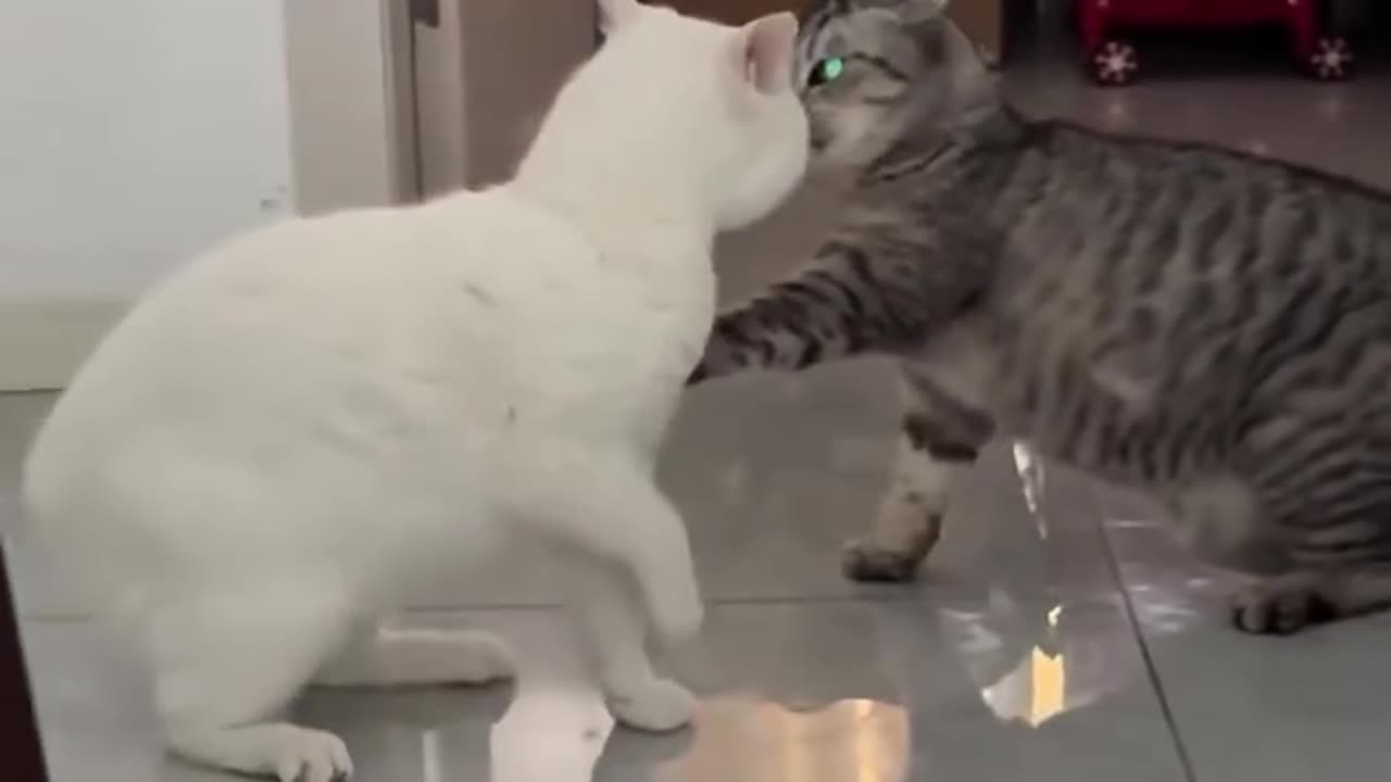 Cats being Silly 😜
