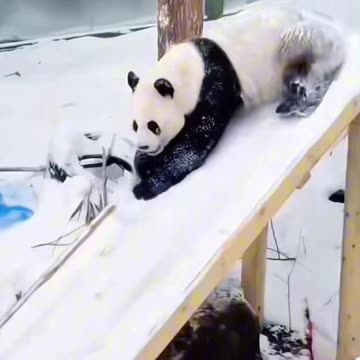 Funny video of panda slipping alone in the snow video 2025 skc.com 74