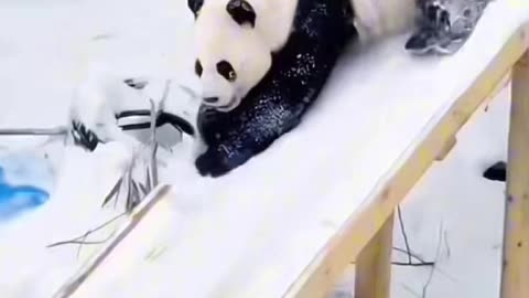 Funny video of panda slipping alone in the snow video 2025 skc.com 74