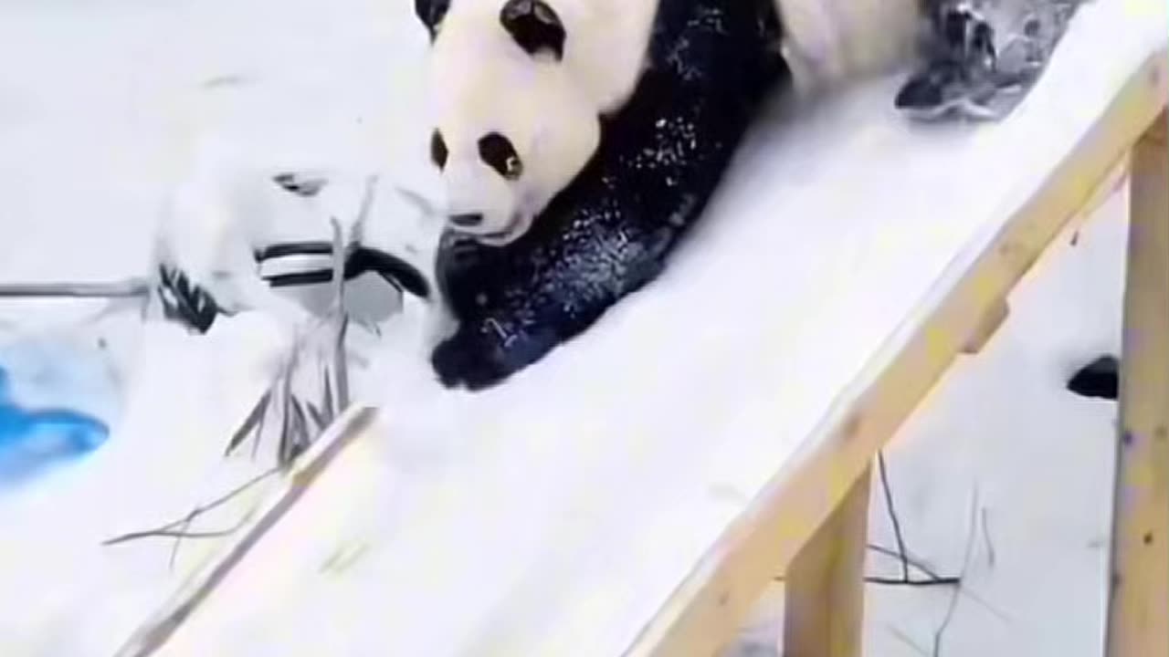 Funny video of panda slipping alone in the snow video 2025 skc.com 74