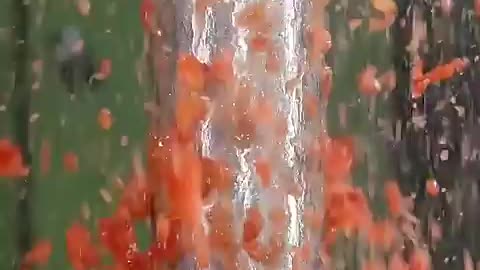 Shocking: Tomatoes vs. 150 ton hydraulic press 🫣 #hydraulicpress #crushing #sati