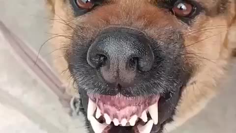 All talk no action 🤣