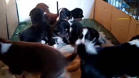 3 Week Old Pups Growl and Try to Bark - Border Collies