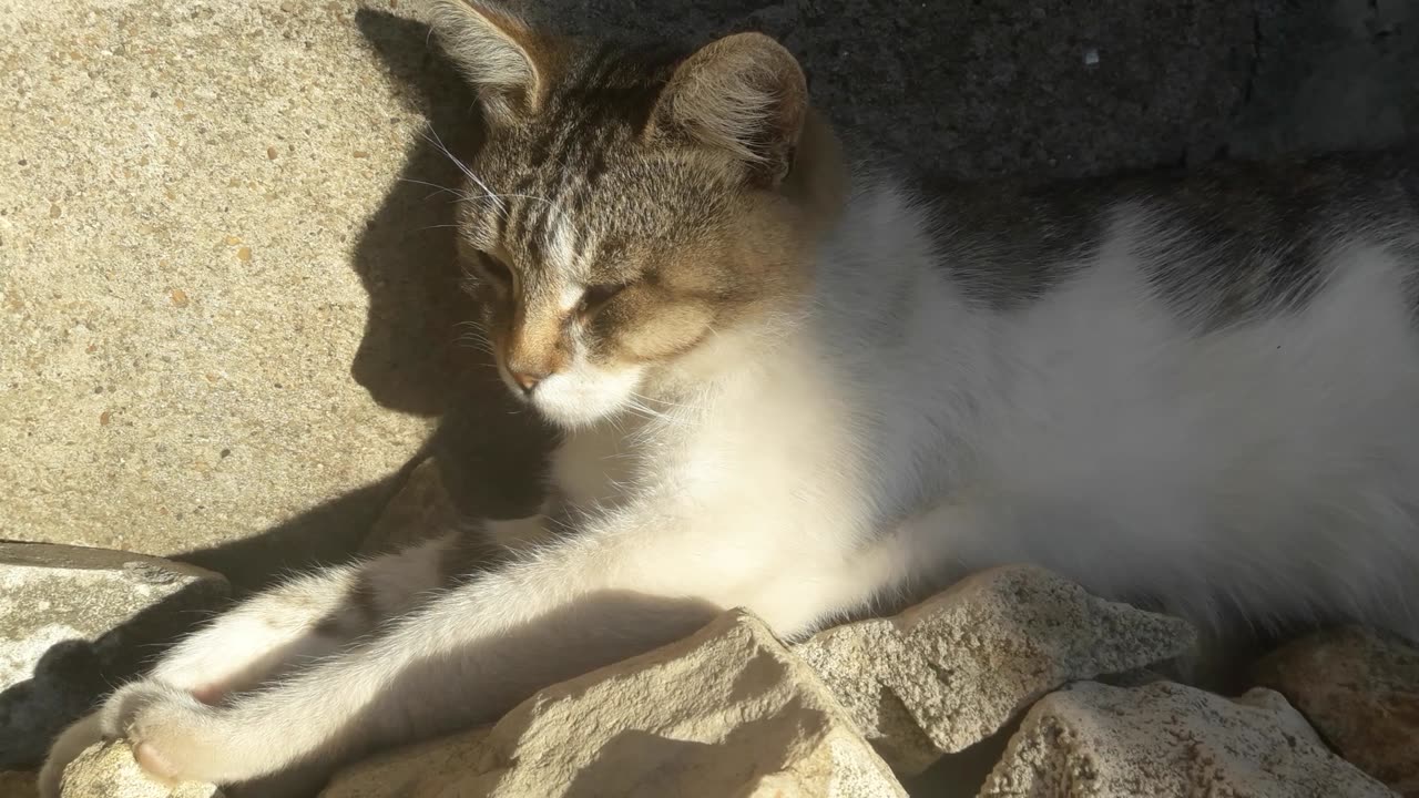 Cat shadow and light