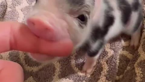 Attack Speed: 50 Damage: 0