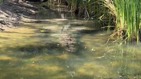 Fairly Decent Sized Saltwater Crocodile