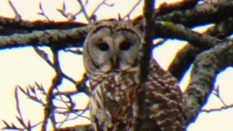 Barred Owl