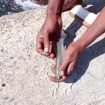 Unbelievable technique of capturing big fish of sea side