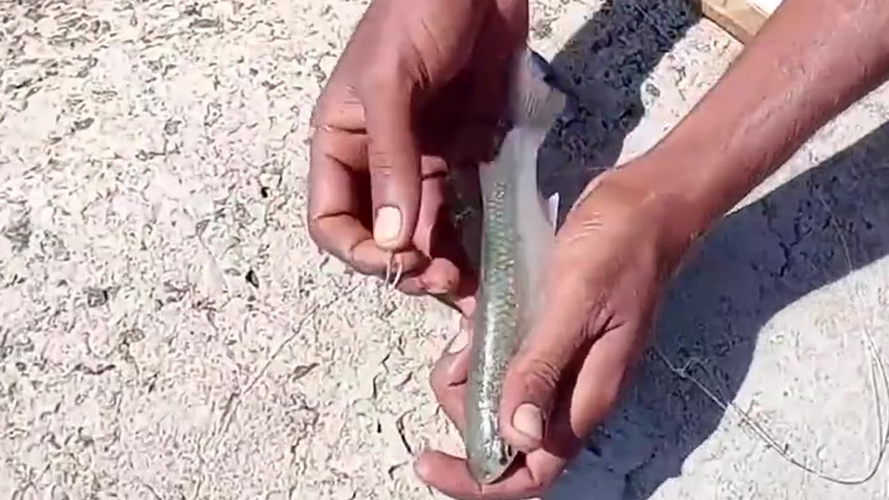 Unbelievable technique of capturing big fish of sea side