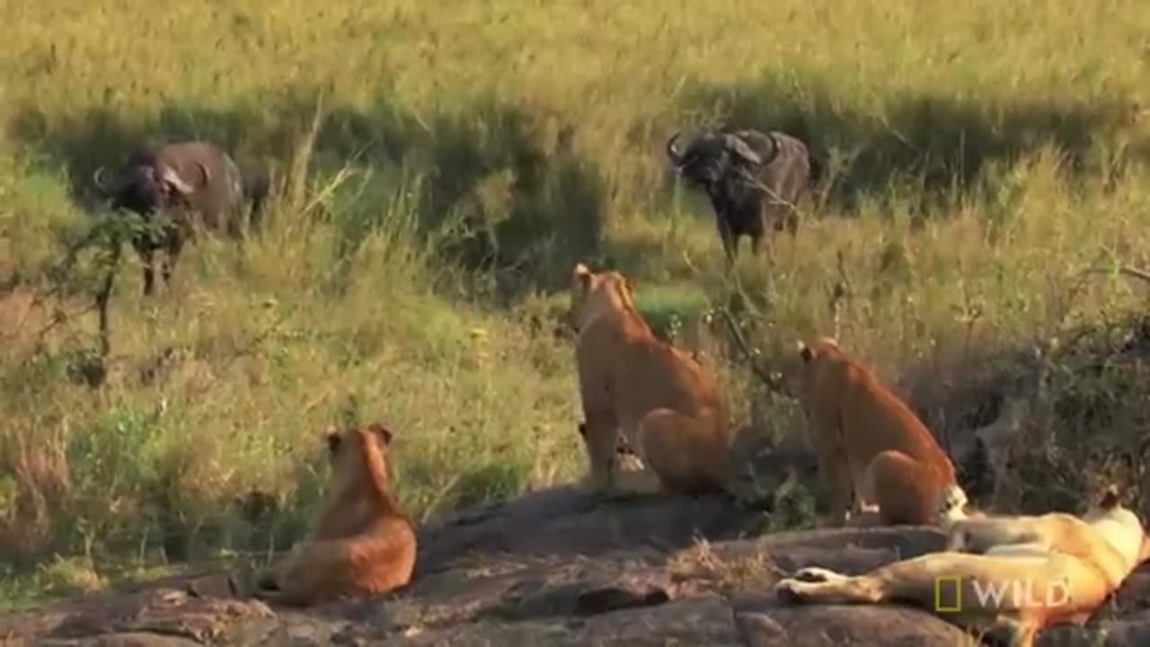 animals
