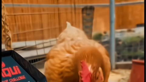 Ranking Funny Animal videos