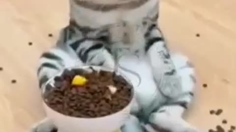 Short video compilation