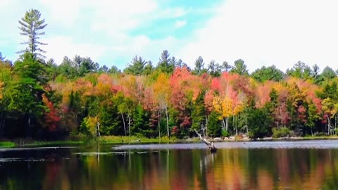 Fall Foliage