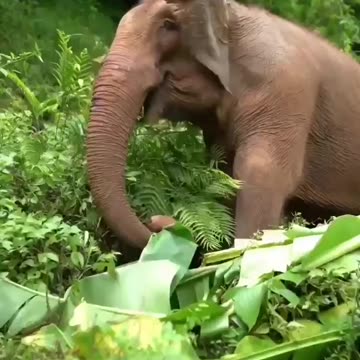 Spending most of the day either eating or searching for food