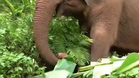 Spending most of the day either eating or searching for food