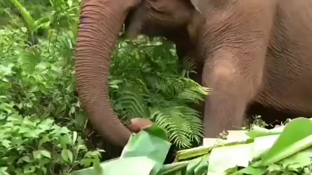 Spending most of the day either eating or searching for food