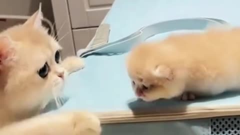 Dog's Comedy Videos 🤣 so cute videos and puppies comedy scenes 🤣 so cute 🥰 🥰 🥰 🥰