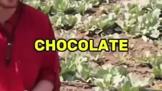 Uncovered Mr Beast Video