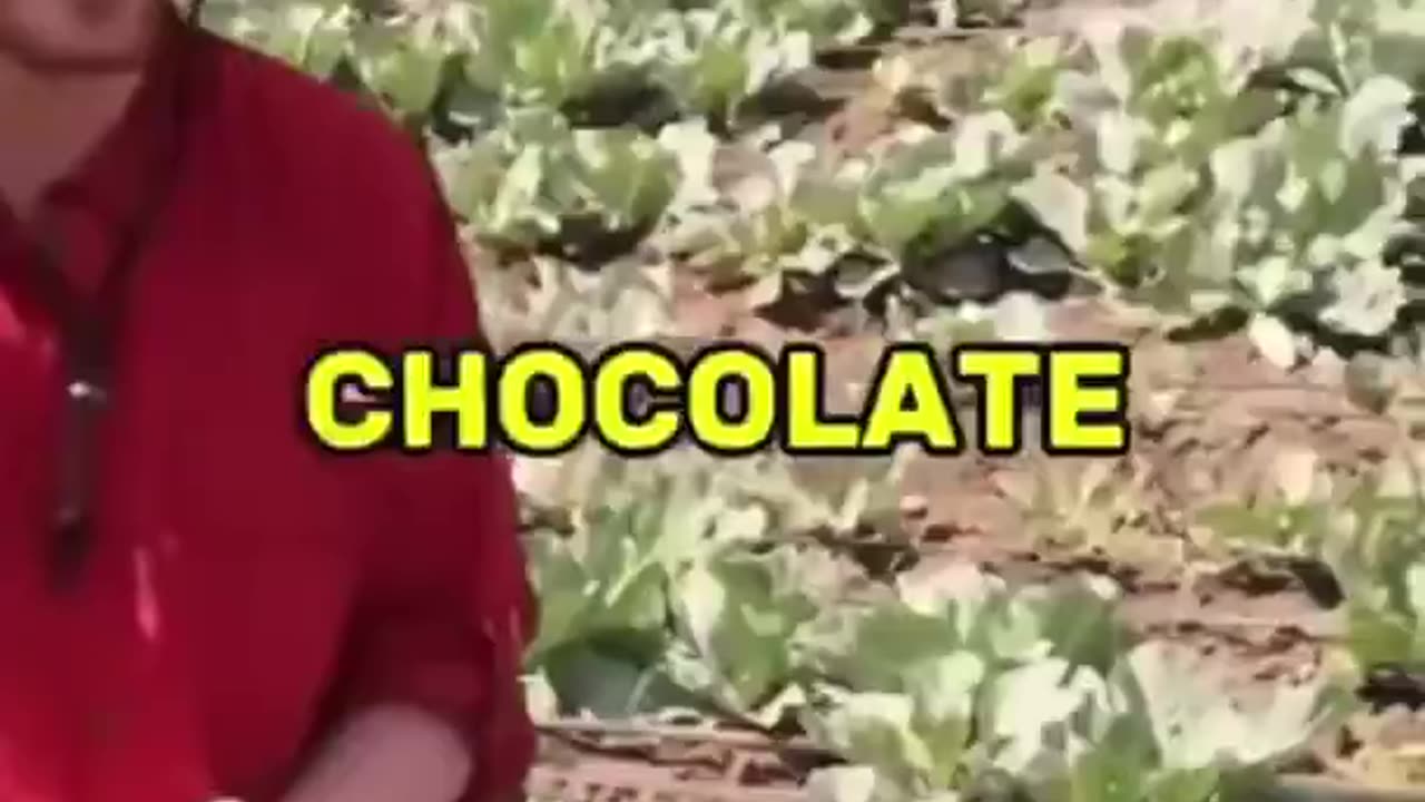 Uncovered Mr Beast Video